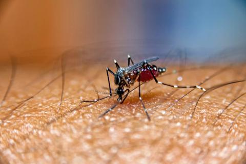 Zika-mosquito-650&#215;450