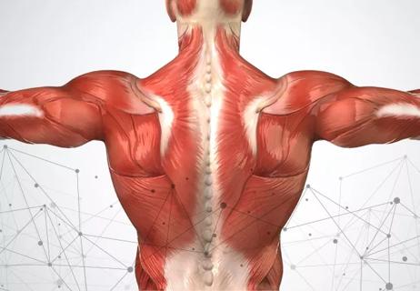 OrthoHemi, OrthoHemi Shoulder