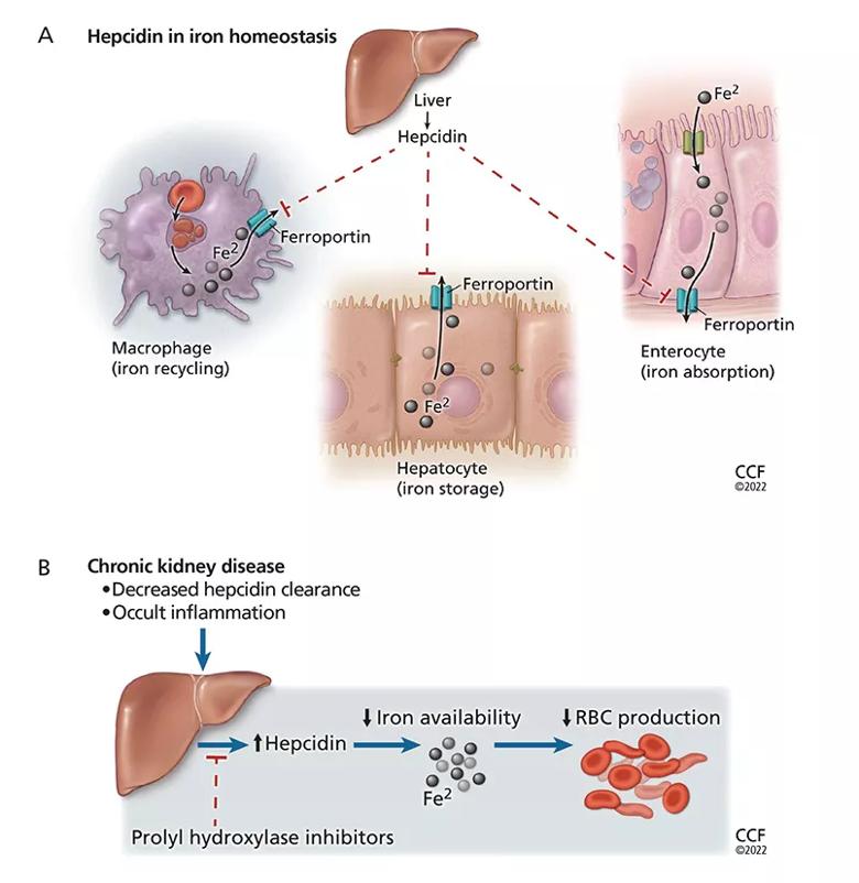 Kidneys