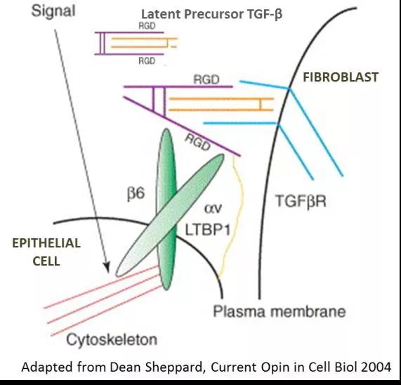 Targeting epithelial injury and signaling