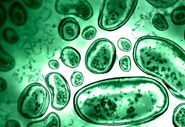 bacteria micrbiome