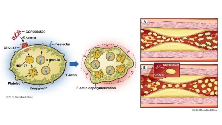 side-by-side medical illustrations of cells and blood vessels