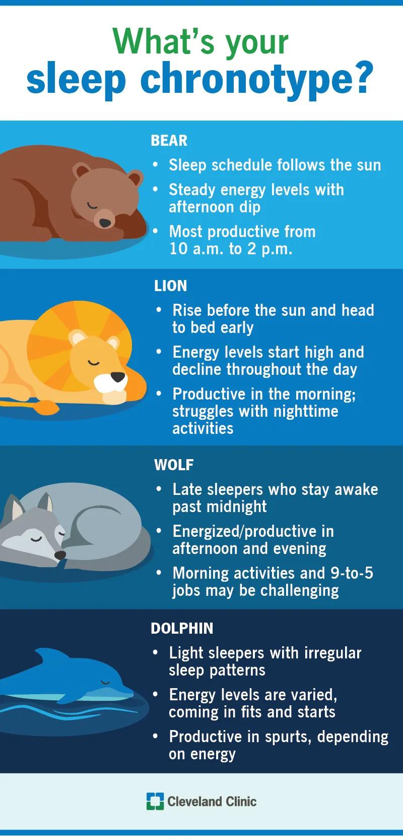 The four sleep chronotypes: bear, lion, wolf, dolphin
