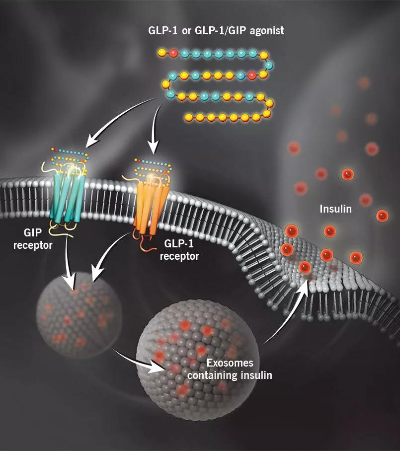 GLP-1 receptor agonists and GLP-1 receptor/ (GIP) receptor dual agonists.