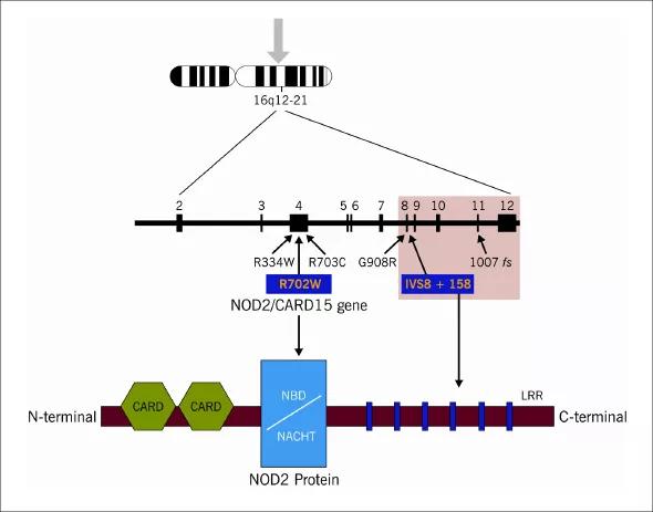 Figure. Schematic representation of the NOD2 gene and protein structures. Coding exons are represented by blocks connected with lines representing introns. (See text for abbreviation expansions.) 