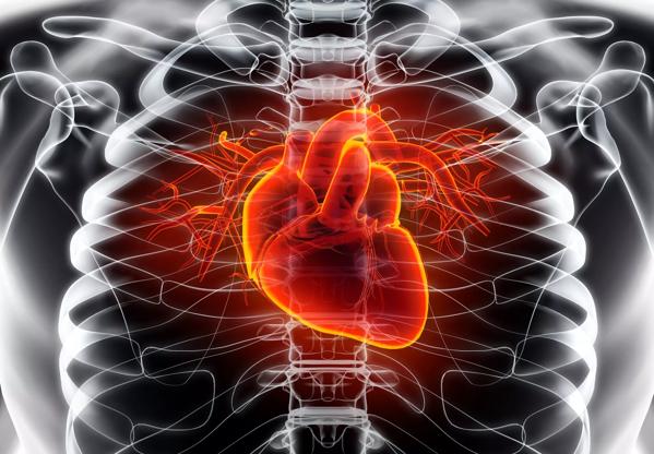 3D illustration of Heart, medical concept.