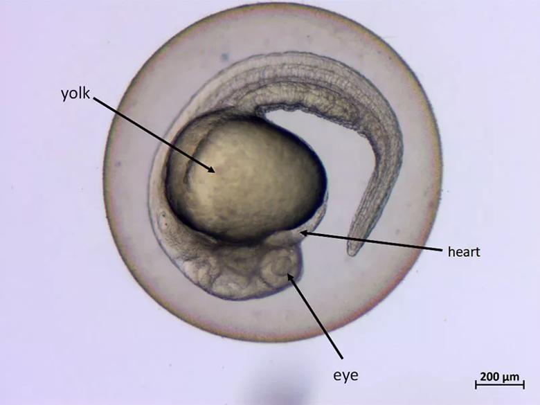 Zebrafish model