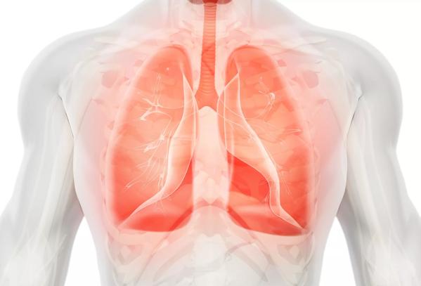 3D illustration of Lungs, medical concept.