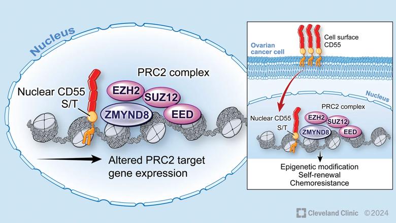 Medical illustration of CD55 progressing to cell nucleus