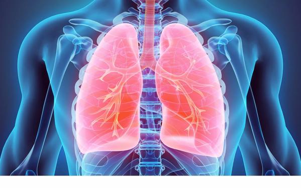 3D illustration of Lungs, medical concept.