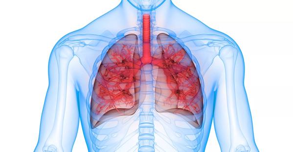 Human Respiratory System Lungs Anatomy