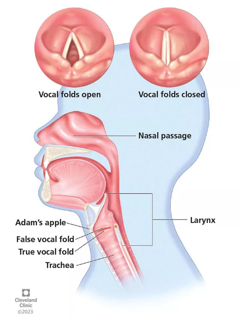 The true vocal folds generally protect the airway and modulate airflow and acoustics