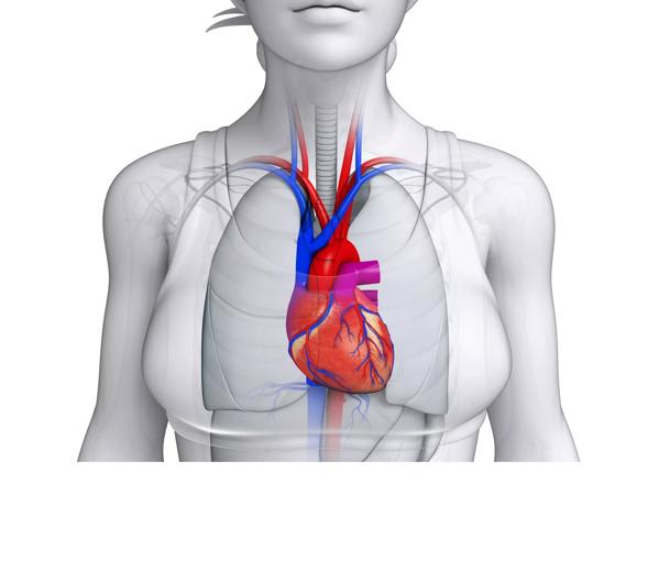 Female heart anatomy