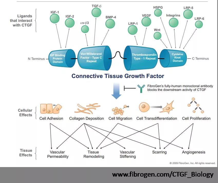 Targeting the downstream effects of TGF-β