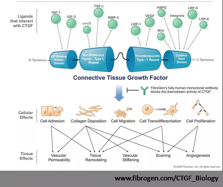 Targeting the downstream effects of TGF-β