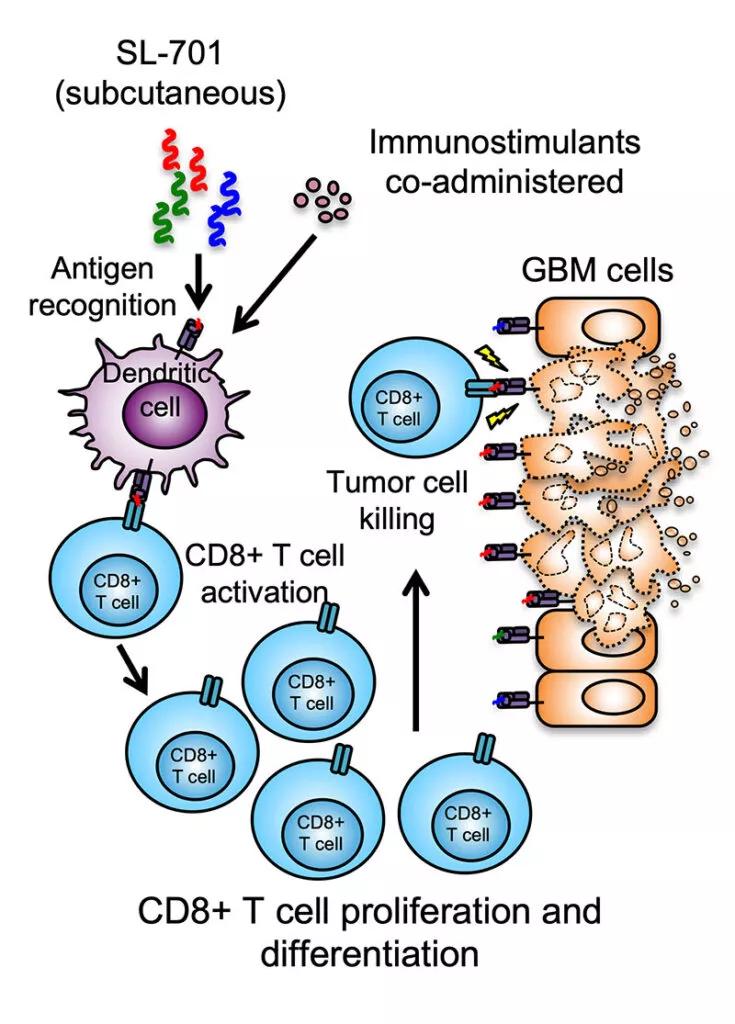 medical illustration of the mechanism of action of three-peptide systemic immunotherapy with SL-701