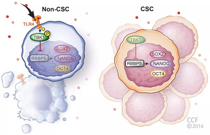 Model summarizing the role of TLR4 in glioblastoma.