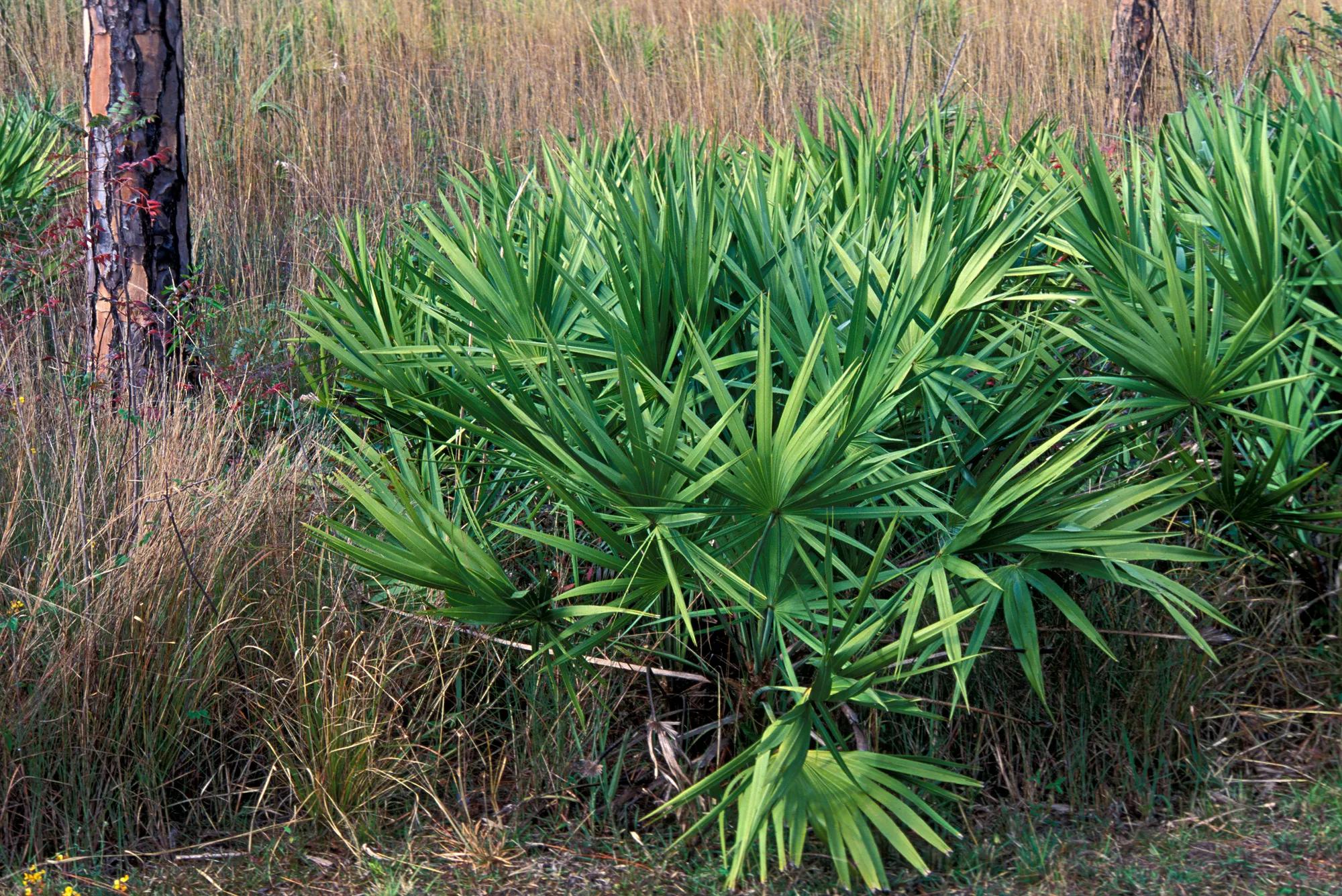 Is Saw Palmetto Effective