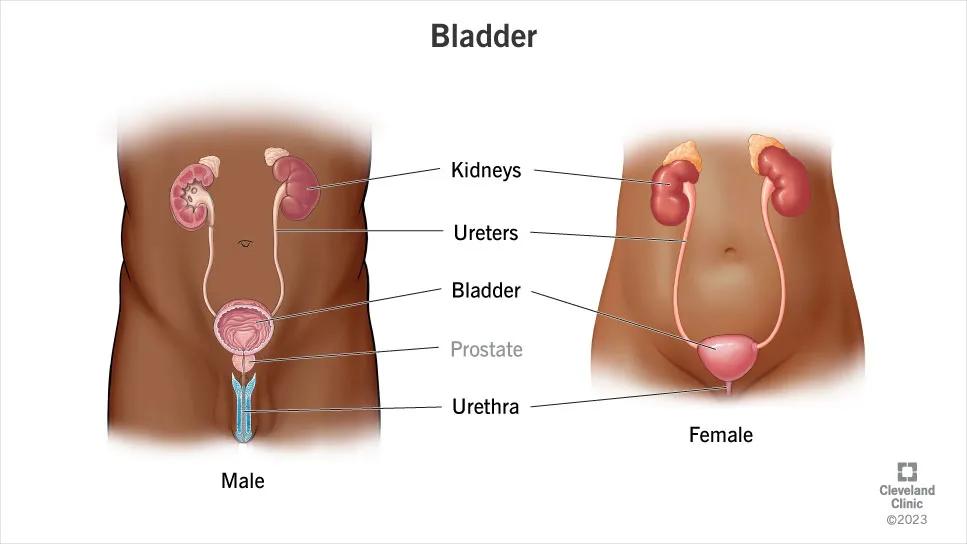 Bladder illustration