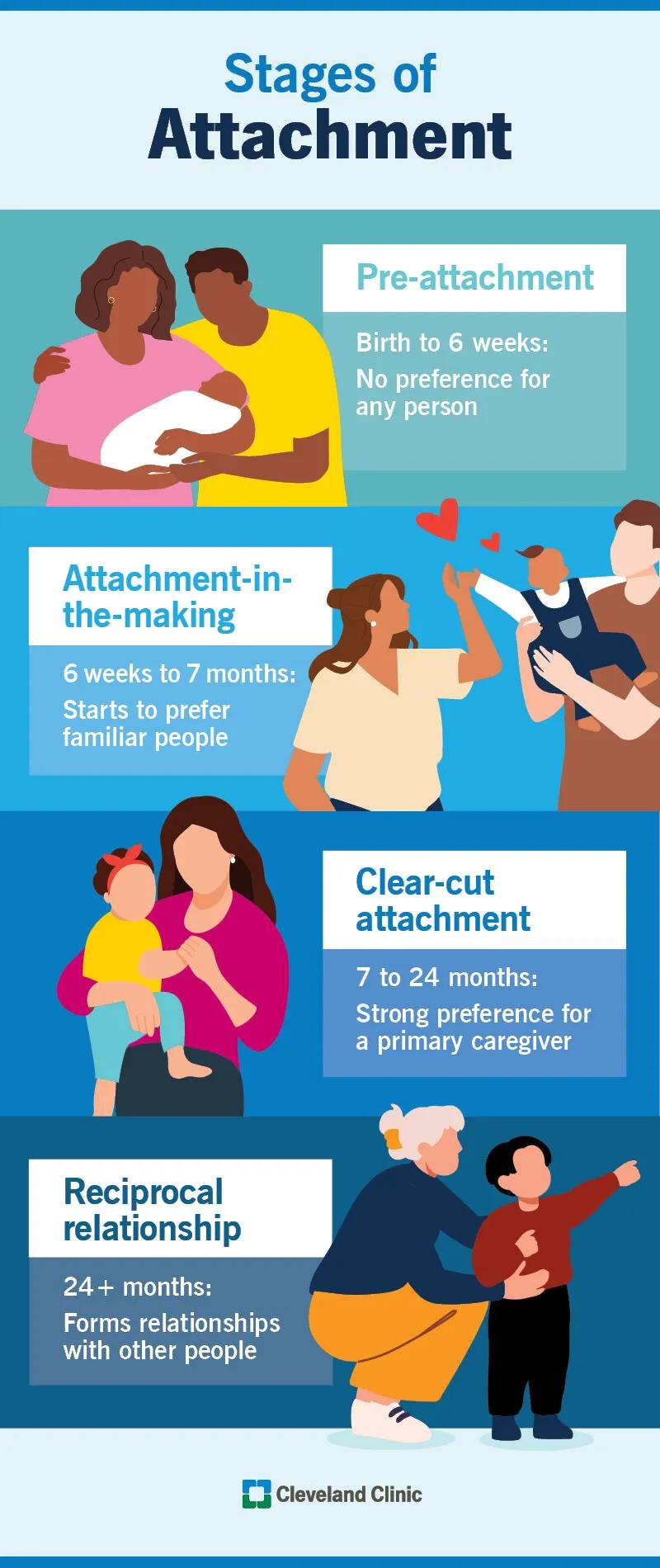 Stages of Attachment Theory