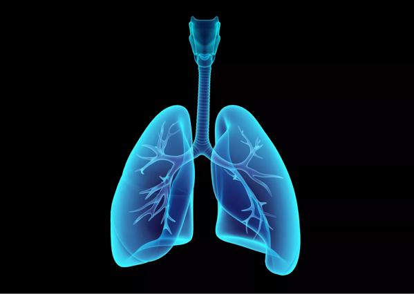 3D illustration X-ray transparent lungs.