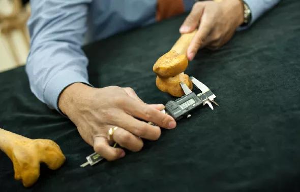 Figure 2. Digital calipers (shown here) are among the tools available at the museum for performing measurements on skeletal specimens from the collection. 