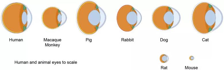 Image shows differences in ocular anatomy among various species.