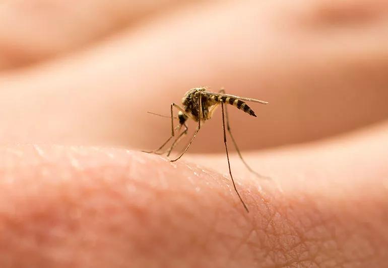 How to get rid of mosquitoes at home: 10 Natural Tips and Tricks