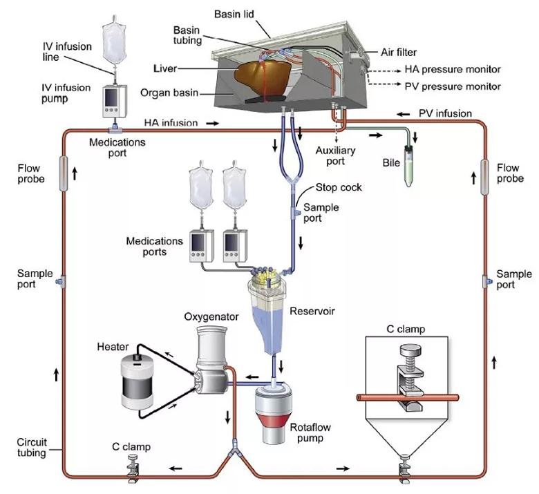 Perfusion